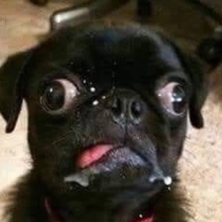 thanhbububu