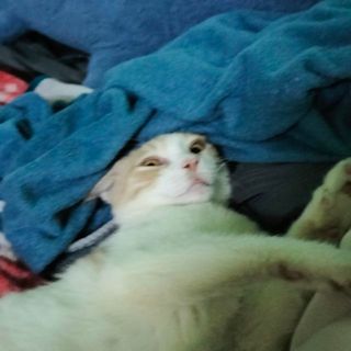 congchua_ngu_trongmung