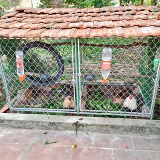 duongkhoak56