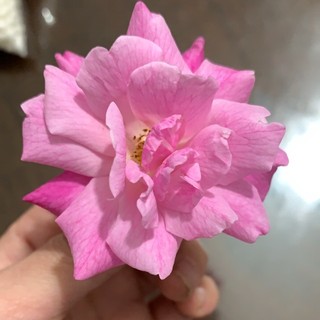 thanhtu041008