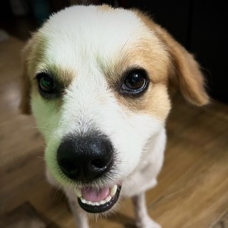 phuongdominic