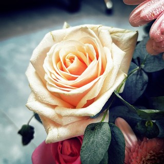bibi_luv_flcwers