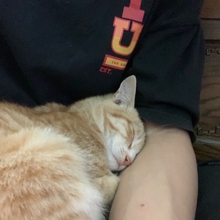 trvhau_04