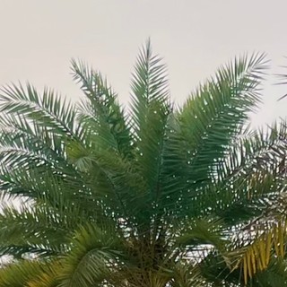 giang1ktt
