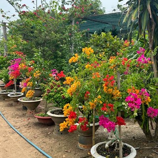phuongtruchoang99