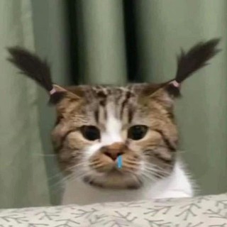 kenykeny2804
