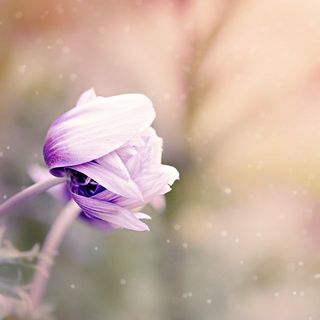 sumi_1123