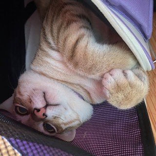 meobaotenleo