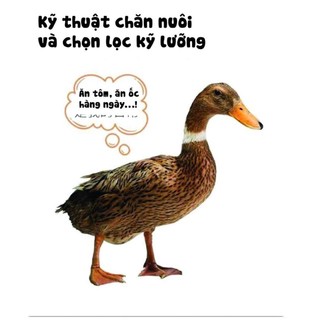 trieuquyquynh