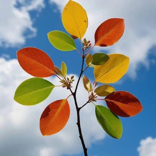 bichngoc_66
