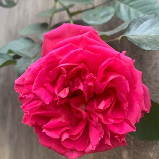 nguyenlinh23220