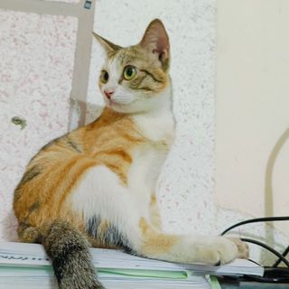 dangthi81