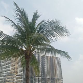 meo_cat7