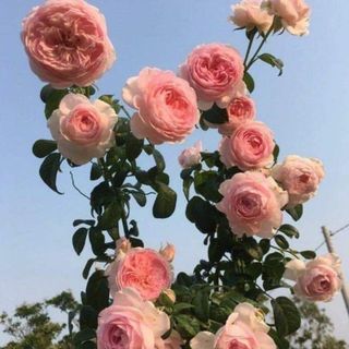 chautuanhphung