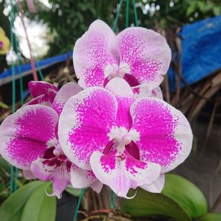 kimchon9