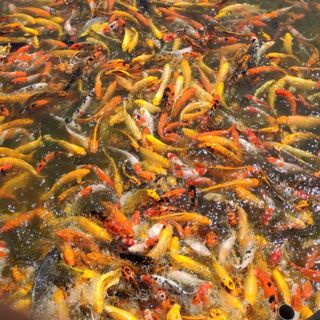 nguyen_thao_9x