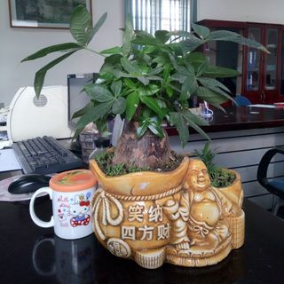 hoangyen.87tt