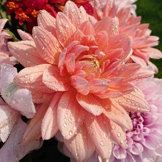 hoaithu_1026