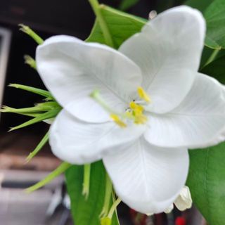 phamhongmai_0506