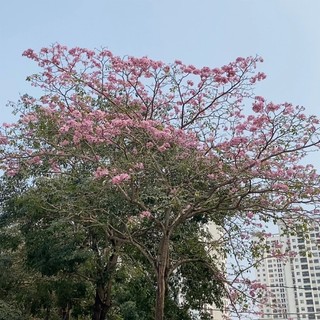 phuongbu30072001