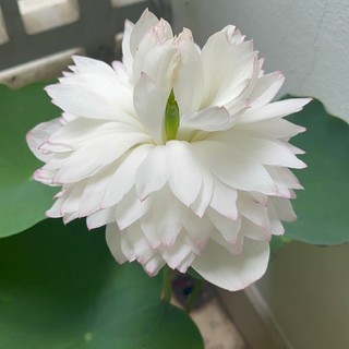 hivami