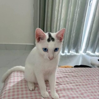 meowxinhyeu