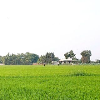 bkimngn531