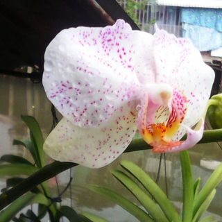 volamthithuyan