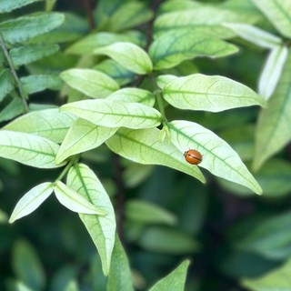 masicula
