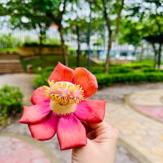 ngocnguyet12