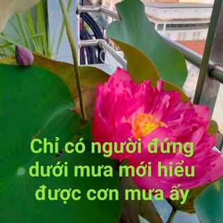 __bichtram__