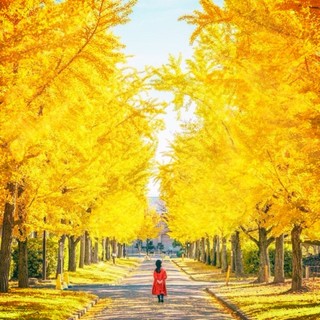 mimosar