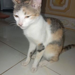 phnghl662