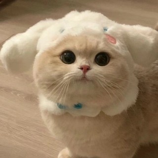 cukhoaitayy