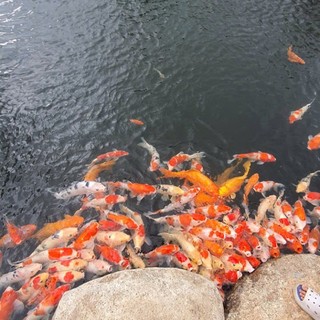 dongpham123678