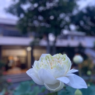 anvo.19_84