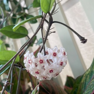 nguyenthithomanphuangiang