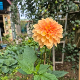 mydung94