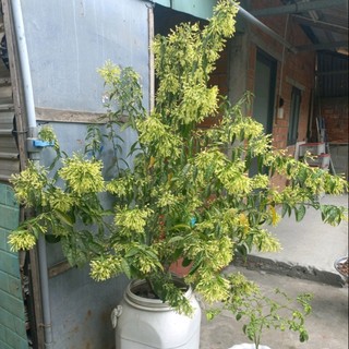 phongtran22011988