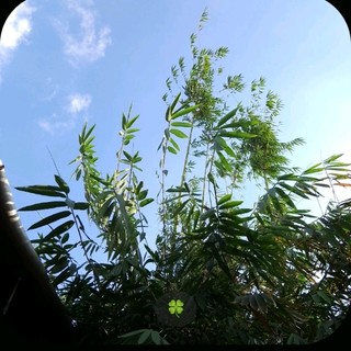 kngoc1006