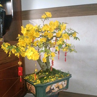 vuthuthuy.89_gl