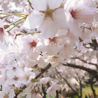 anh_pham7198