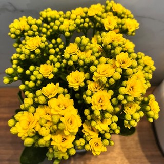 haringuyen24