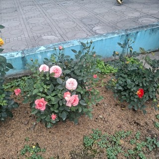 phuong.qa