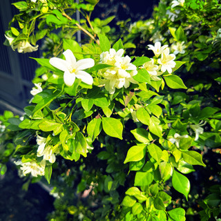 lanhuong_287