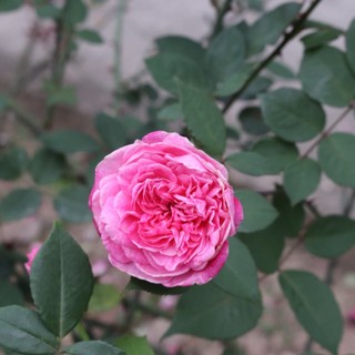 thuyduongtina