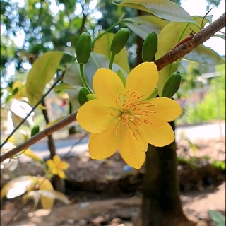 nguyenanhpha110589