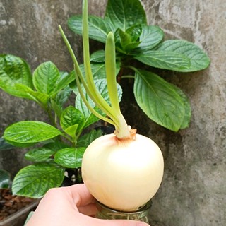 bth.h002