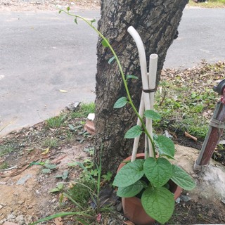 khanhsg1