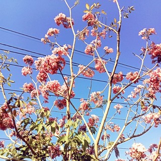 thaojulie_900